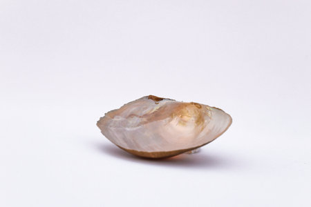 Composition of exotic sea shells and on a white background, top view. sea shells isolated on a white background. Flat lay, Seashells on a white background, A place for copying and writing.の写真素材