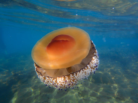 Jellyfish swimming under water, beautiful vertebrates in the ocean, marine life in the Mediterranean, danger of jellyfish and its poisonous secretion, dangerous swimming, no swimming in the beach.の写真素材