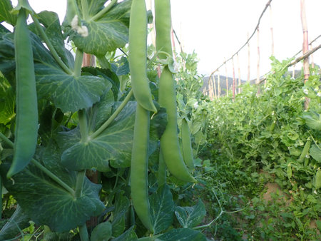 Pea plant, field bean, pea, bean, broad, vegetable, plant, food, garden, agriculture, growing, fresh, leaves, green, nature, pod, organic, grow, gardening, cultivation, produce.の写真素材