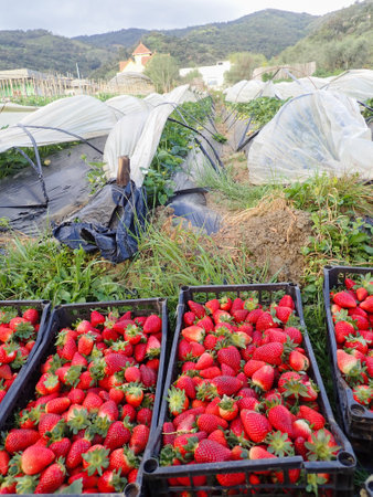 Strawberries in plastic boxes on the field ready to be harvestedの写真素材
