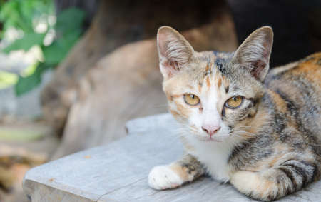 Little Catの写真素材