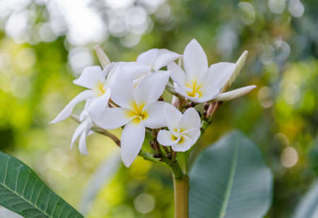 Branch of tropical flowers frangipaniの写真素材