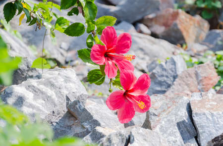 Red Hibiscusの写真素材