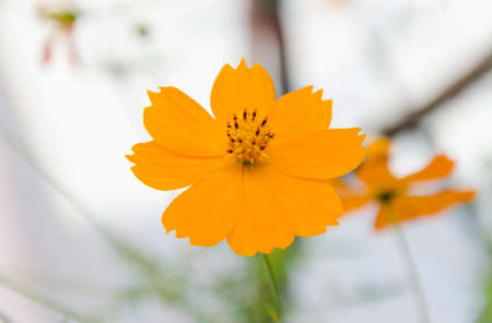 Beautiful Cosmos Flower on Natureの写真素材