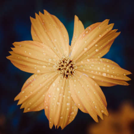 Dark Cosmosの写真素材