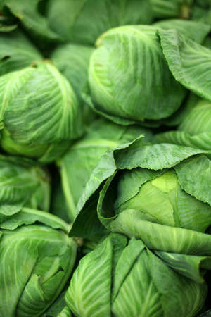 Fresh cabbage in the market.の写真素材