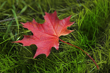 Autumn leaves on green grass.の写真素材