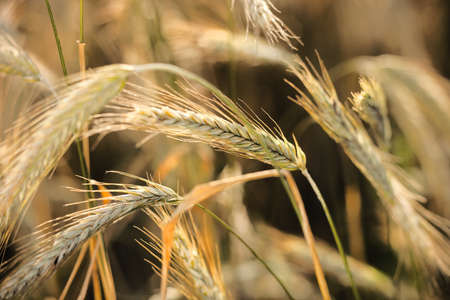 Wheat fieldの写真素材