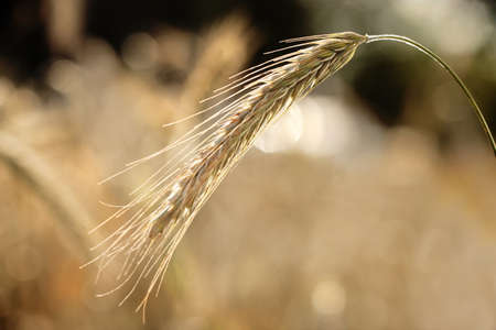 Wheat fieldの写真素材