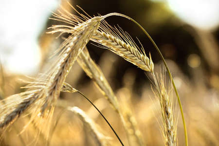 Wheat field