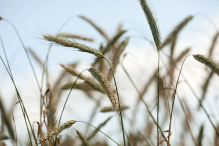 Wheat fieldの写真素材