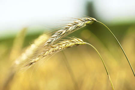 Wheat fieldの写真素材