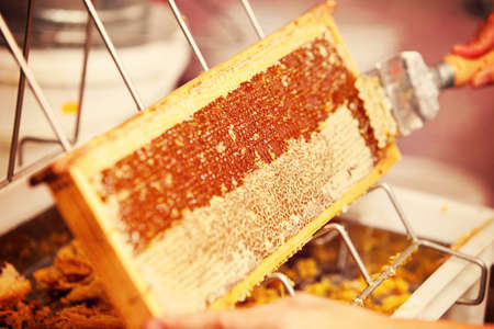 Honeyの写真素材