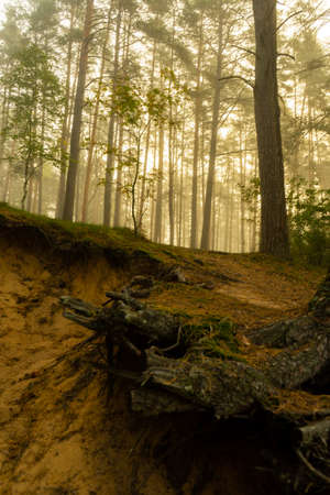Fresh early morning mist in the forest. Beautiful sunrise in the woods with a fog.の写真素材