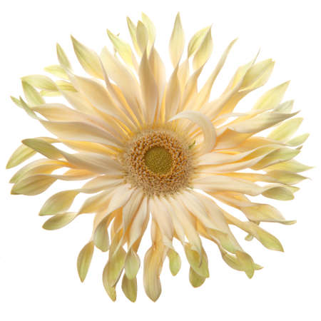 Soft yellow dahlia flowers isolated on white background. Yellow chrysanthemum isolated on white.の写真素材