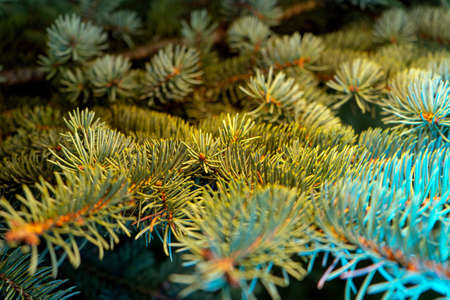 Abstract blurred background for Christmas and the New Year theme. Christmas tree with colorful...