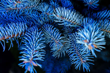 Abstract blurred background for Christmas and the New Year theme. Christmas tree with colorful garland lights, decoration.の写真素材
