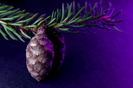 Spruce branches with pine cones isolated on black background with colorful garland lights for Christmas and New Year celebration.の写真素材