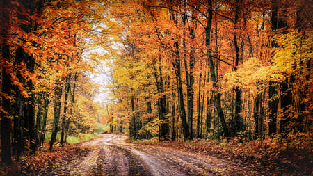 Forest Drive in Autumn. The Covered Road in Michigan's Houghton County. Seasonal background with copy space.の写真素材
