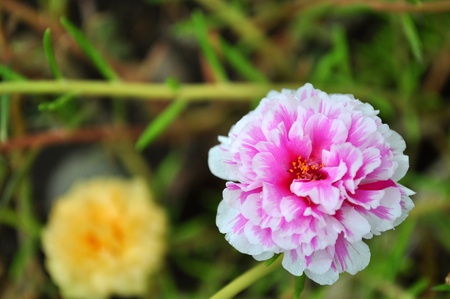 Mixed Portulacaの写真素材