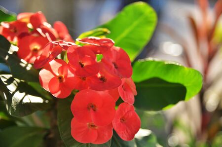 Giant red Crow of Thornsの写真素材