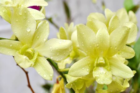 Yellow Orchidの写真素材