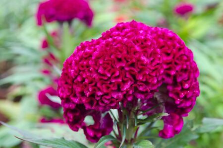 Purple Cockscombの写真素材