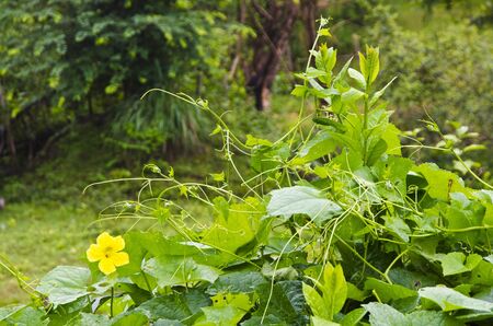 Leaves and flowers of vegetable marrows