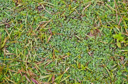 Grass Backgroundの写真素材
