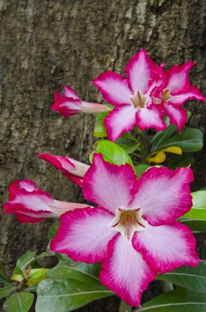Beautiful  Impala Lily Adeniumの写真素材