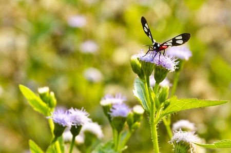 Butterfly On White Flowerの写真素材