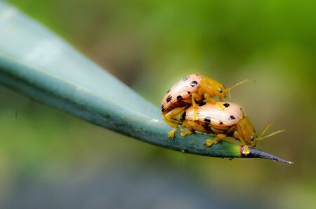 Two ladybugs being mate の写真素材