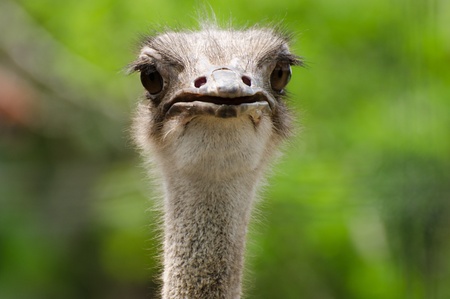 Close-up ostrich