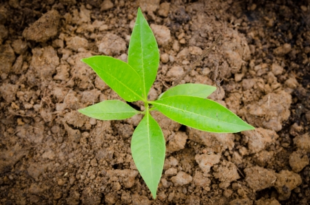 Little green treeの写真素材