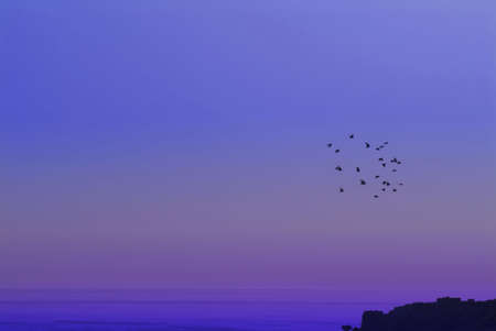 Birds flying over ocean at dawn, Malta, Europe.の写真素材