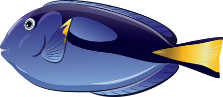 Tropical fish Paracanthurus Hepatus, isolated on white, vector illustration, eps-10のイラスト素材