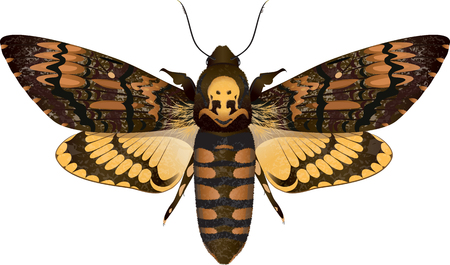 Dead head moth isolated on white, vector illustration, eps-10のイラスト素材