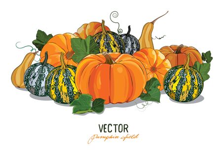 Pumpkin. Crop large ripe pumpkins. Pumpkin field, isolated on white, vector illustrationのイラスト素材