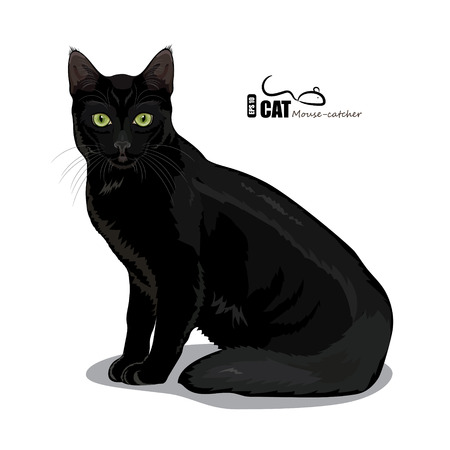 Black cat with green eyes, isolated on white, vector illustration, eps-10のイラスト素材