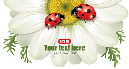 Ladybug sitting on White Daisy, design, vector illustration, eps-10のイラスト素材