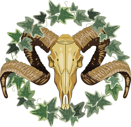 Aries bighorn skull and wreath ivy, isolated on white, vector illustration, eps-10のイラスト素材