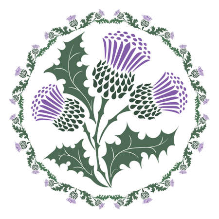 Thistle flower and ornament round leaf thistle. The Symbol Of Scotlandのイラスト素材