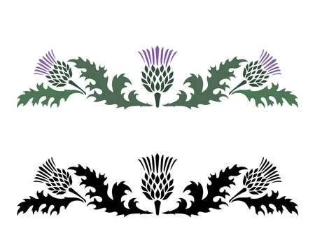 Thistle. Onopordum acanthium. Scottish Thistleのイラスト素材