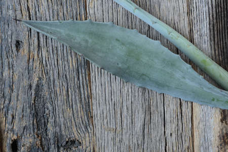 Aloe Vera Leaves on Wood Backgroundの写真素材