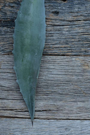 Aloe Vera Leaves on Wood Backgroundの写真素材