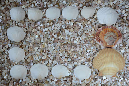 Sea Themed Background with Decorative Shells