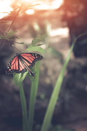 Butterfly in nature. Shallow Depth of field with instgram themed filter.の写真素材