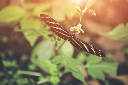 Butterfly in nature. Shallow Depth of field with instgram themed filter.の写真素材