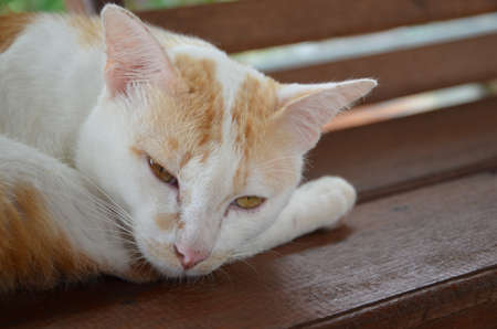 Sleepy cat.の写真素材