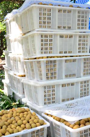 Lychee, longan, a brave family.の写真素材